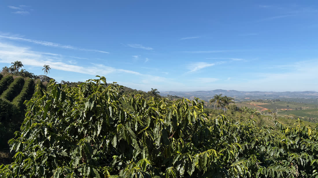 Vista da Serra Dois Irmãos com as lavouras de café